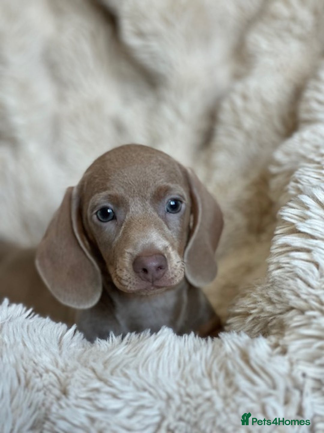 Miniature Dachshund dogs for sale: Stunning ISABELLA miniature dachshunds  - Advert 11