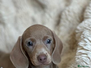 Miniature Dachshund dogs £1000 LAST MALE ISABELLA miniature dachshunds - Advert 6