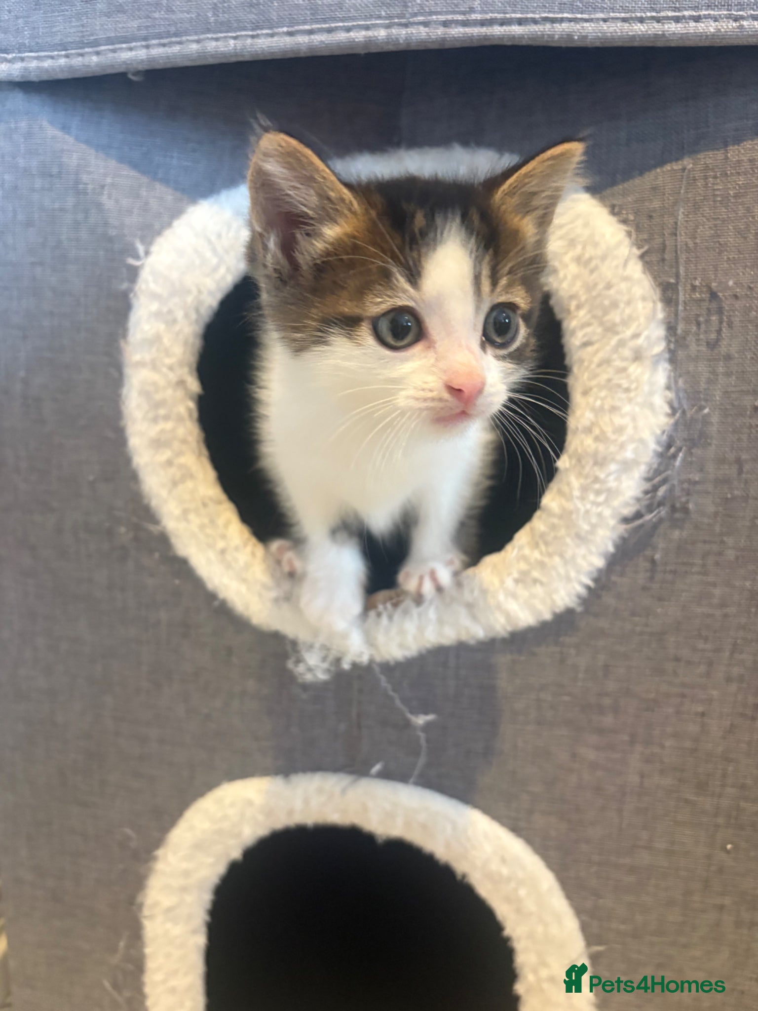 Mixed Breed cats Beautiful Kittens for sale  - Advert 2