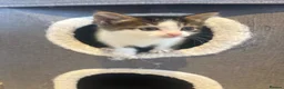 Mixed Breed cats for sale: Beautiful Kittens for sale  - Advert 3