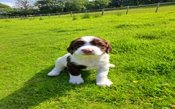English Springer Spaniel dogs for sale: Beautiful Springer Spaniel Pups for Sale - Image 7