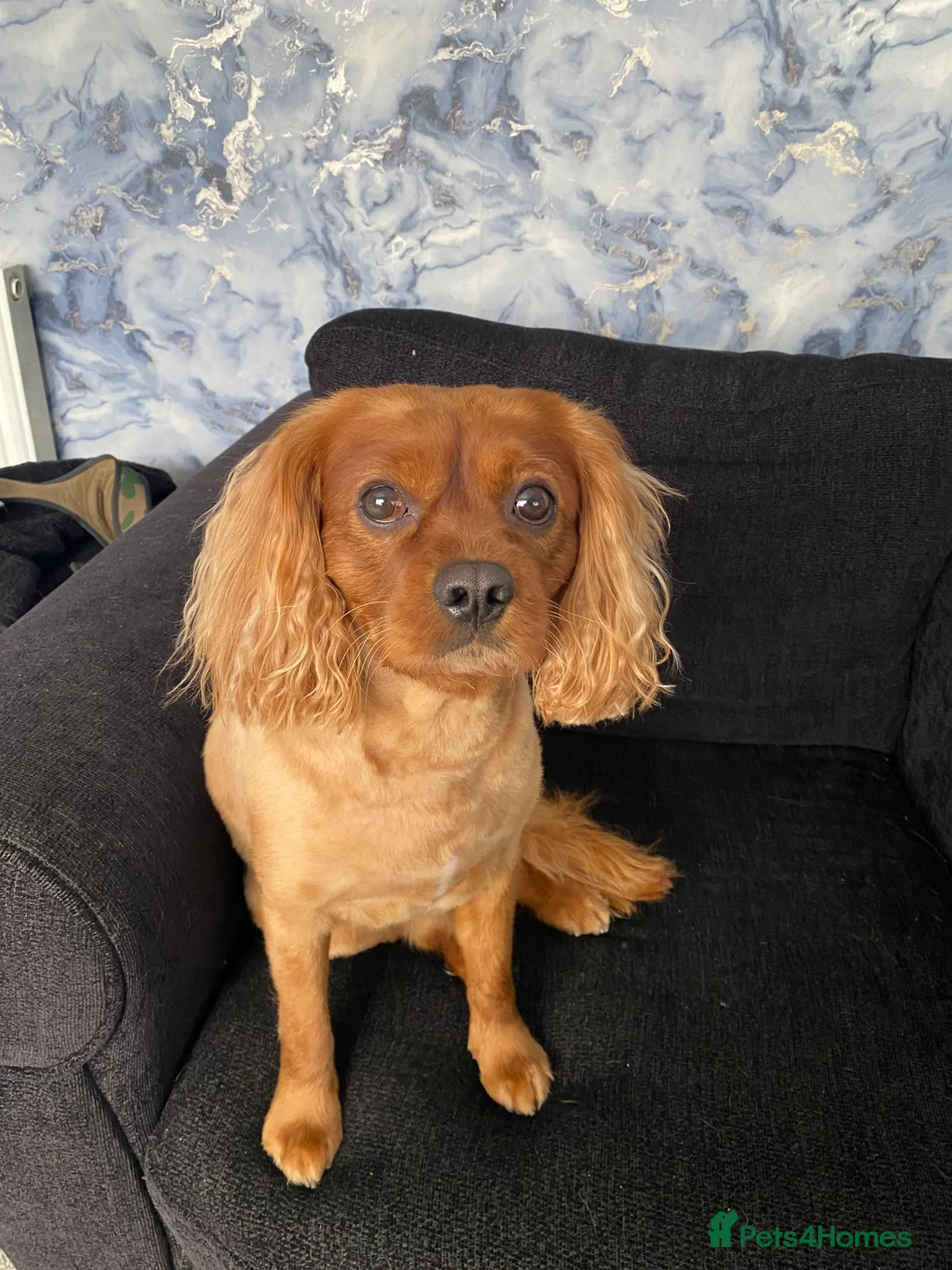 Cavapoo dogs for stud: Proven, experienced Ruby red cavapoo for studding in Liverpool - Advert 1