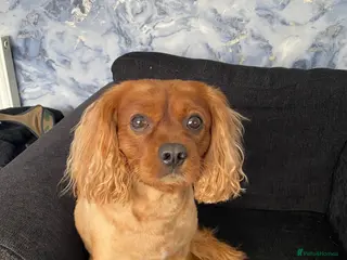 Cavapoo dogs Proven, experienced Ruby red cavapoo for studding in Liverpool - Advert 1