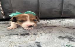 Jack Russell dogs for sale: One boy and one girl Jack Russell left  - Image 19