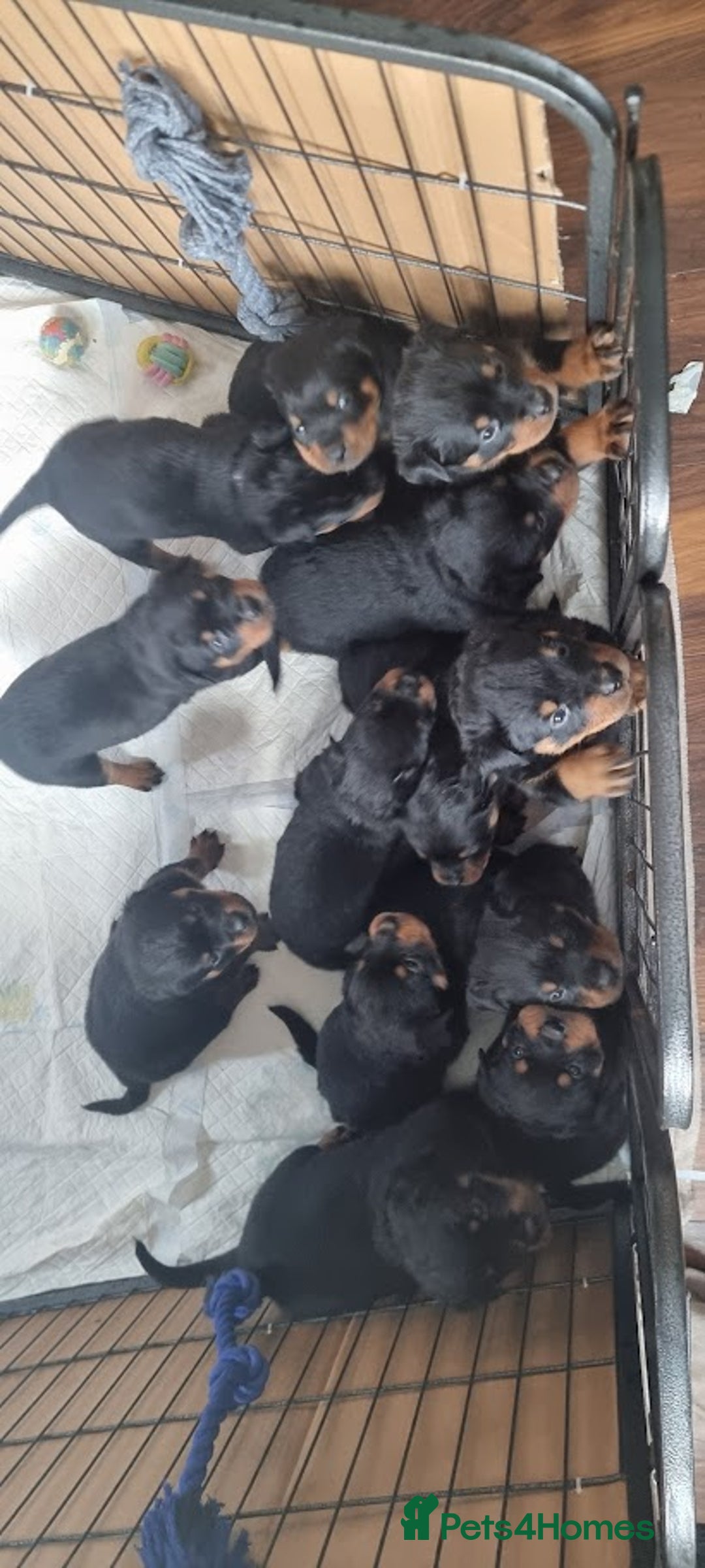 Rottweiler dogs for sale: 🐾 Beautiful Rottweiler Puppies - Advert 2