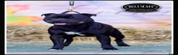 Staffordshire Bull Terrier dogs for sale: KC Reg Staffy Puppies - Bullscaff Sire Bill in Boston - Advert 2