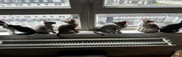 Mixed Breed cats for sale: CROSSED PETERBALD ✅✅✅ - Advert 3