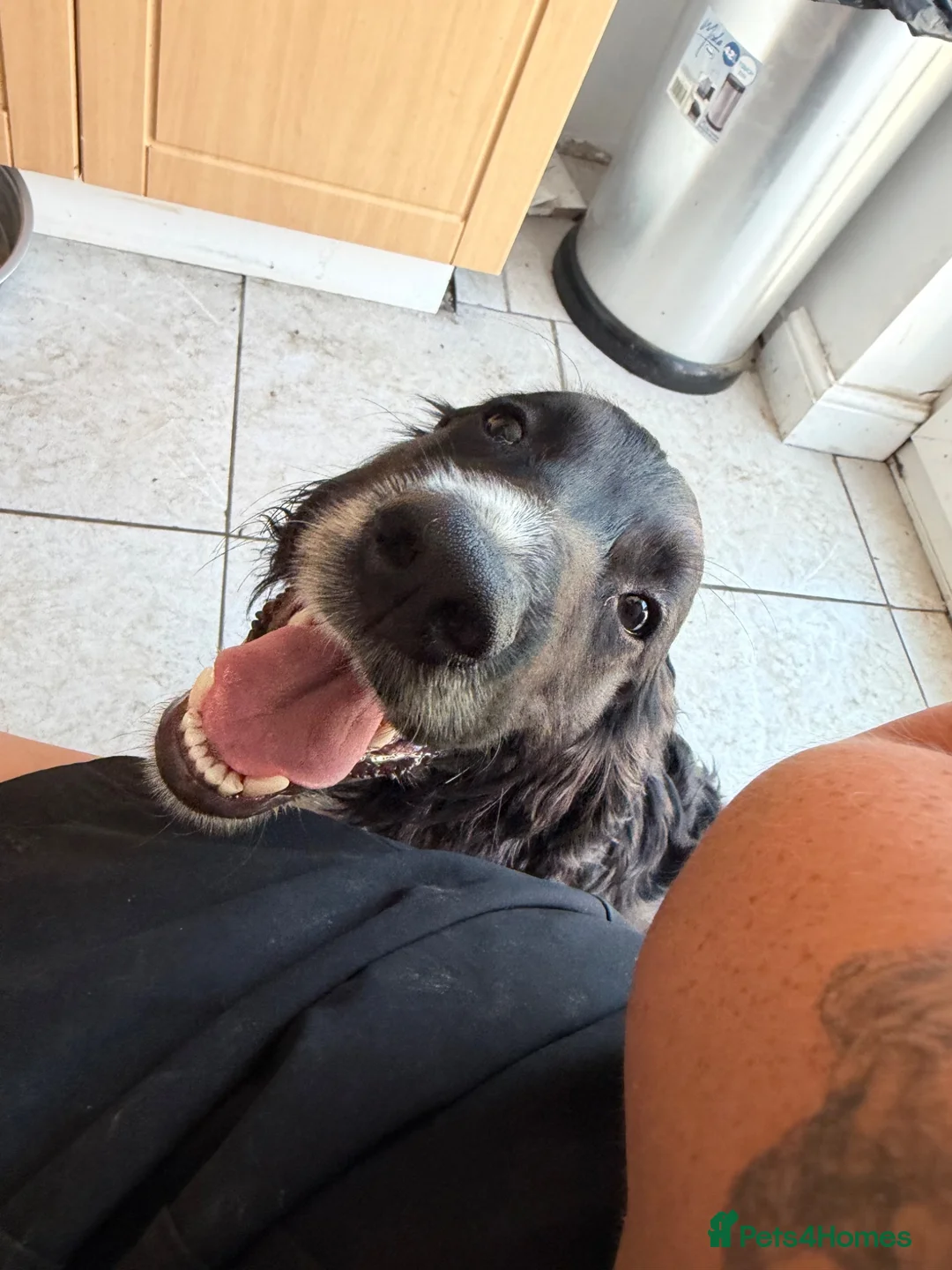 Cocker Spaniel dogs for sale: Working cocker spaniel puppy - Advert 2