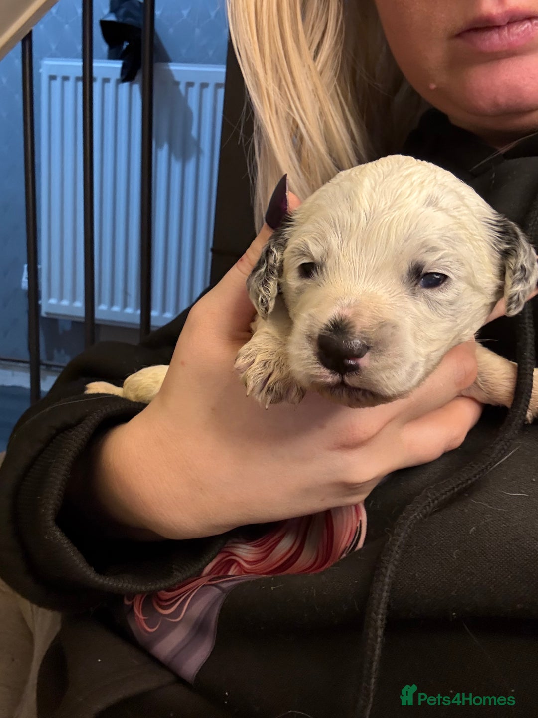 Cockapoo dogs for sale: 4 males and 1 female  - Advert 14