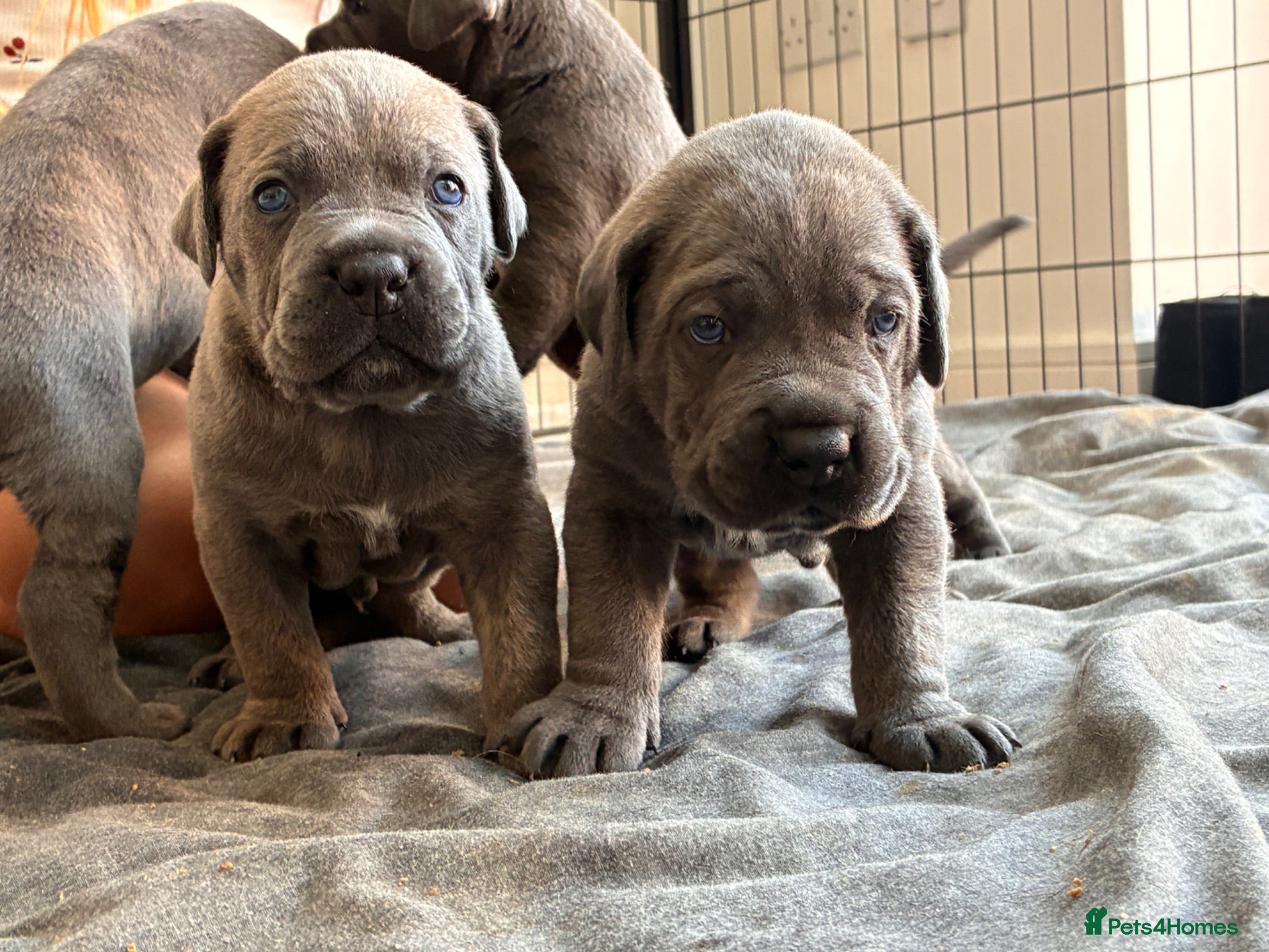 Cane Corso dogs Beautiful cane corso puppies.  - Advert 5