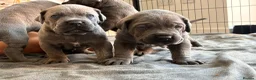 Cane Corso dogs for sale: Beautiful cane corso puppies.  in Liverpool - Advert 12