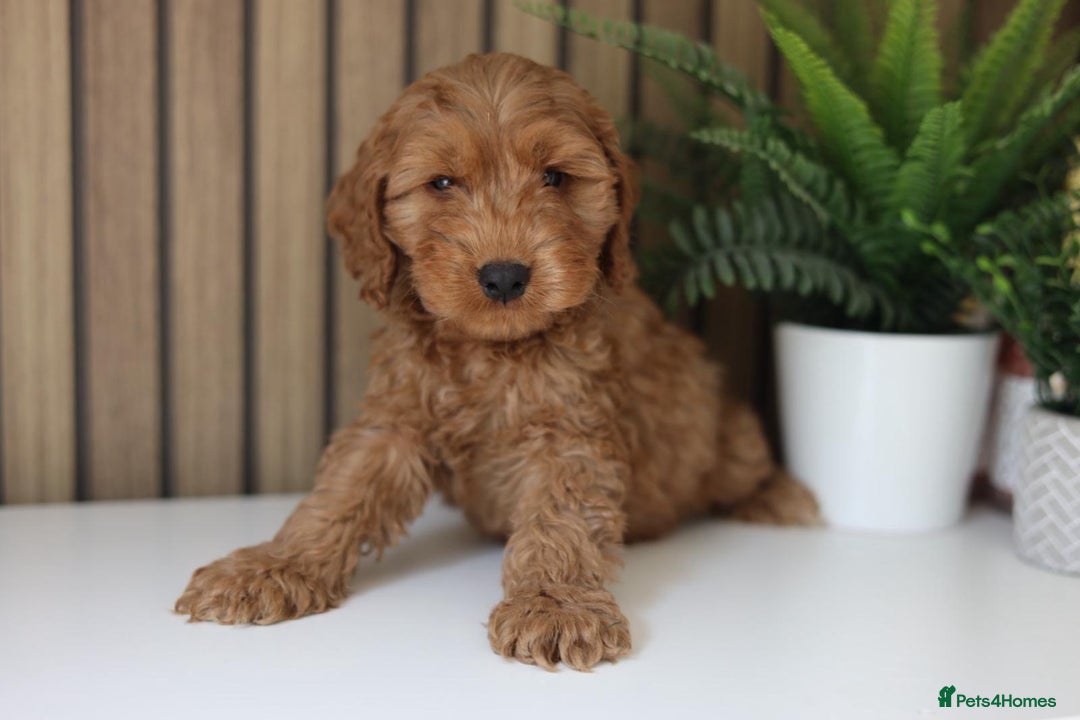 Cavapoo dogs for sale: Red & apricot health tested cavapoo puppies  - Image 3