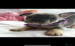French Bulldog dogs for sale: French bulldog puppies - Image 5