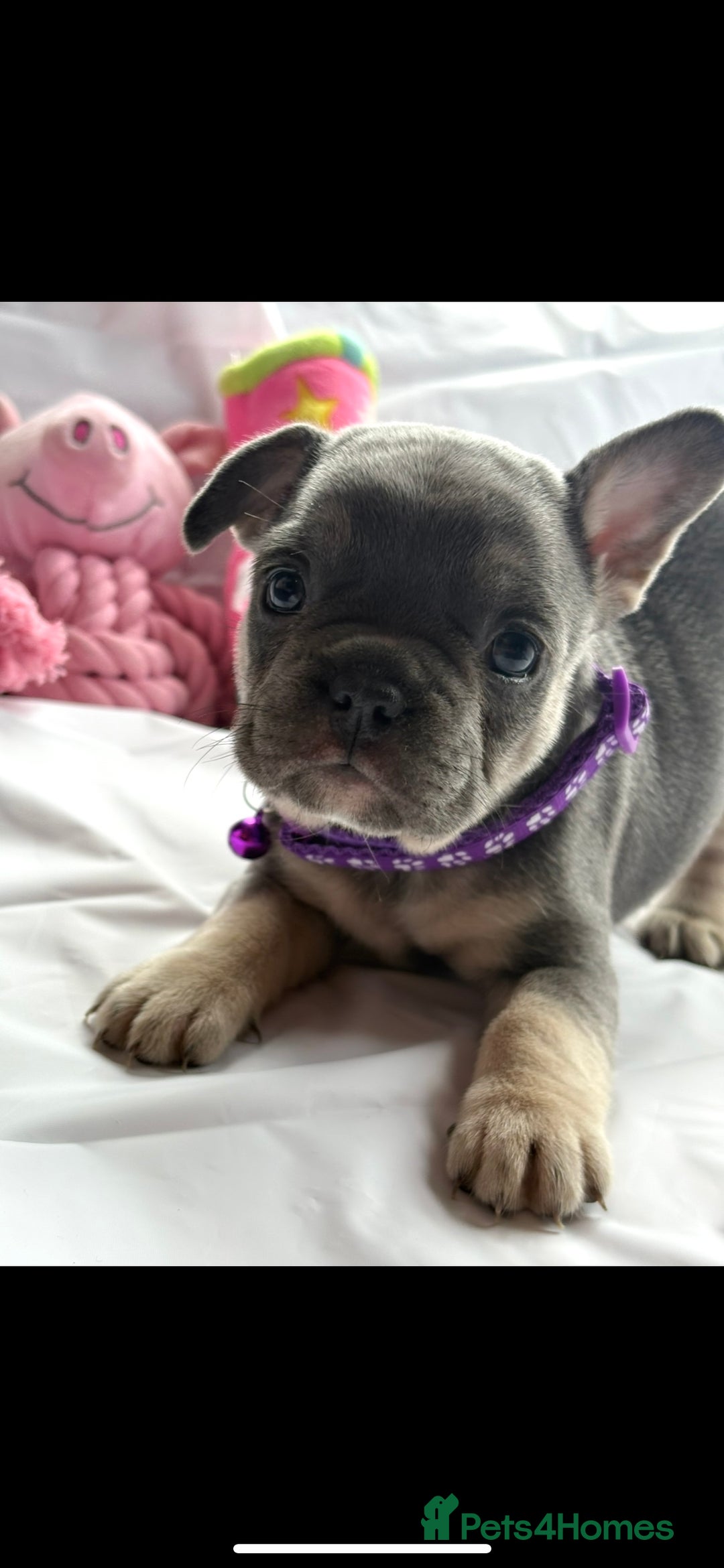 French Bulldog dogs for sale: French bulldog puppies - Image 5