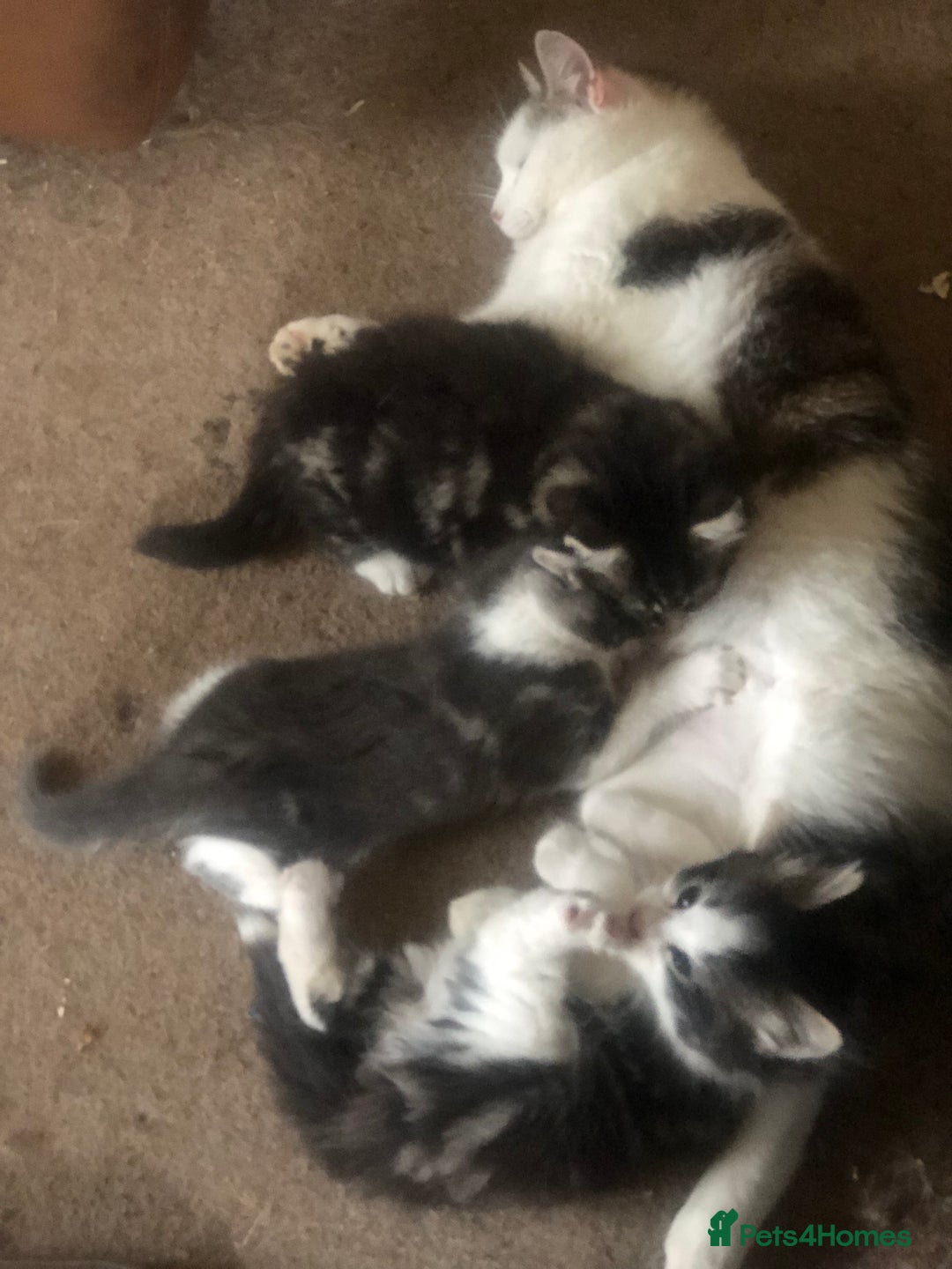 Mixed Breed cats for sale: Rescued feral farm kittens  - Image 22
