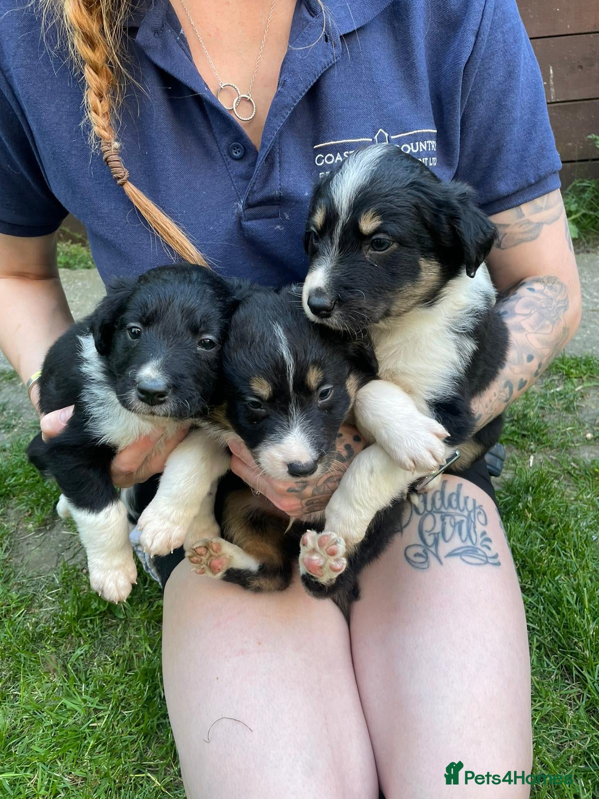 Border Collie dogs Tri coloured border collie puppies  in Malton - Advert 1