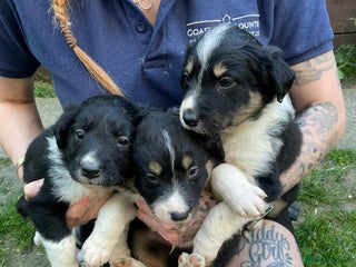 Border Collie dogs in Malton - Advert 32