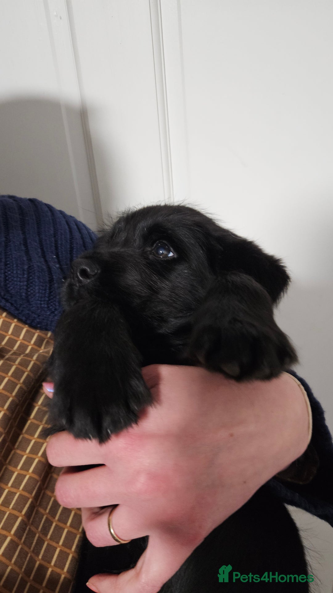 Labrador Retriever dogs for sale: Black labrador x gwp puppies working or pet homes - Advert 36