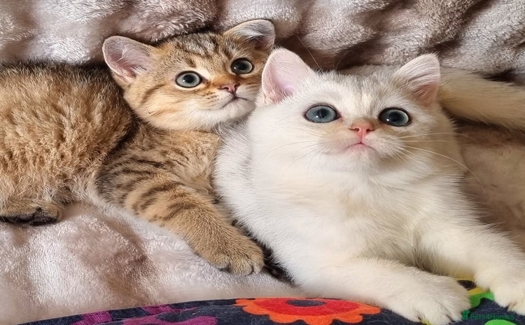 British Shorthair cats - Advert 10