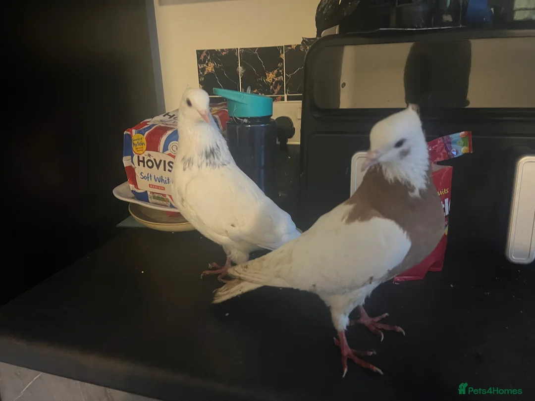 Pigeons birds for sale: Pair of Kurdish tumblers - Advert 3