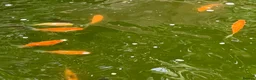 Pond Fish fish for sale: Pond Goldfish in Bedford - Advert 4