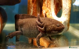 Other/Mixed Breed fish for sale: Axolotls, various sizes/colours - Image 4