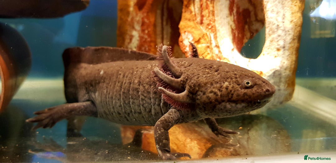 Other/Mixed Breed fish for sale: Axolotls, various sizes/colours - Image 4