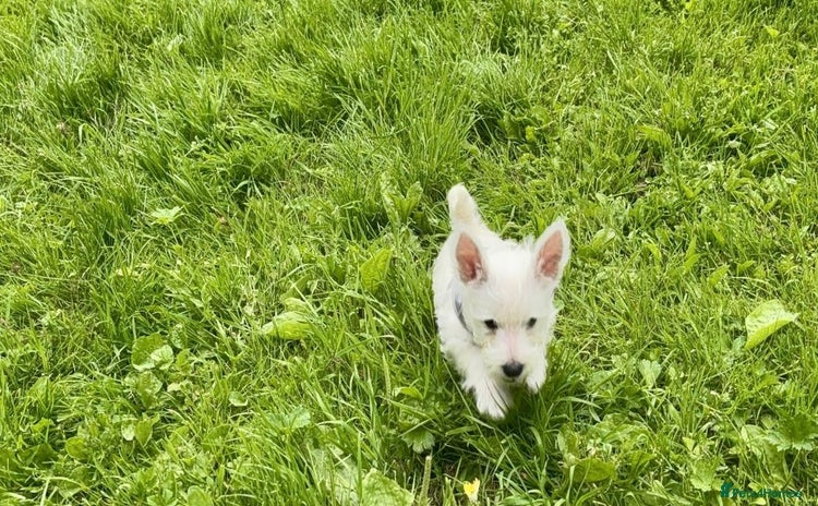 West Highland Terrier dogs - Advert 1