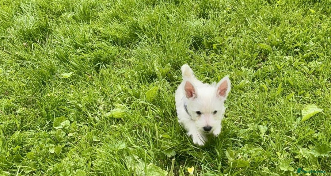 West Highland Terrier dogs for sale: Beautiful Male & Female West Highland Terrier Pups - Image 1