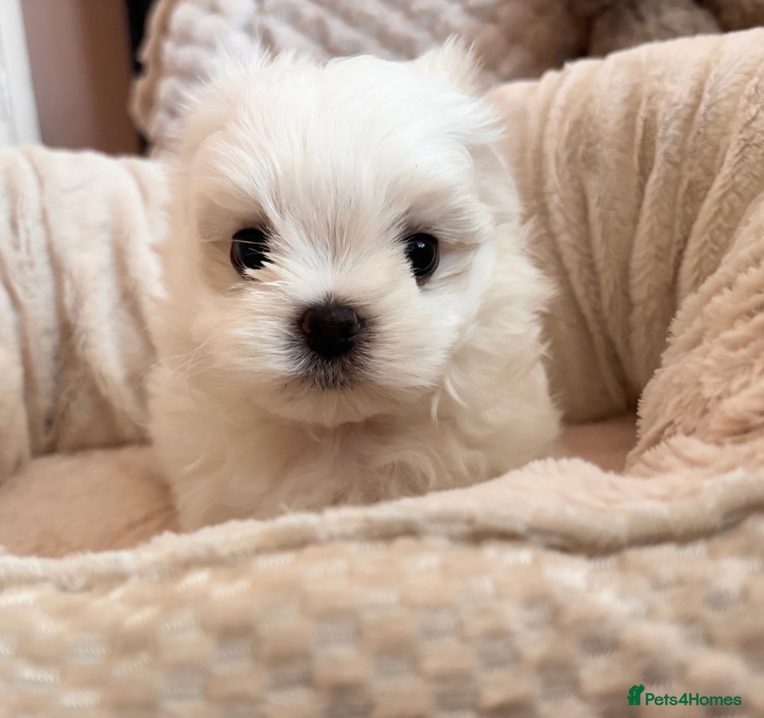 Maltese dogs for sale: ✨💫Tiny Exquisite Bambelina Maltese 💫✨ - Image 30