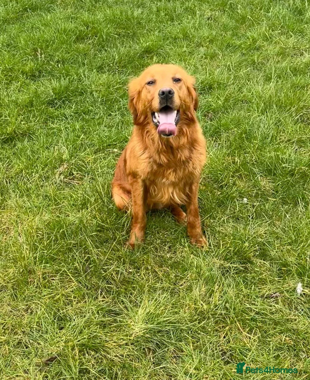Golden Retriever dogs for sale: READY TO LEAVE 1 BOY Golden Retriever puppy - Advert 20