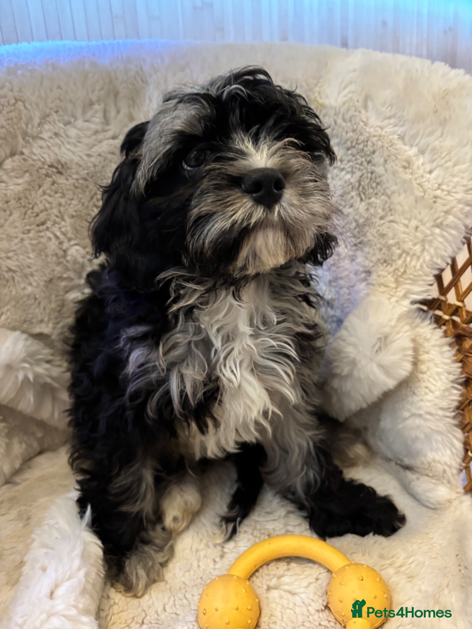 Cavapoo dogs FULLY VACCINATED & Health checked F1B Blue Merle  - Advert 15