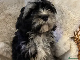 Cavapoo dogs FULLY VACCINATED & Health checked F1B Blue Merle - Advert 3