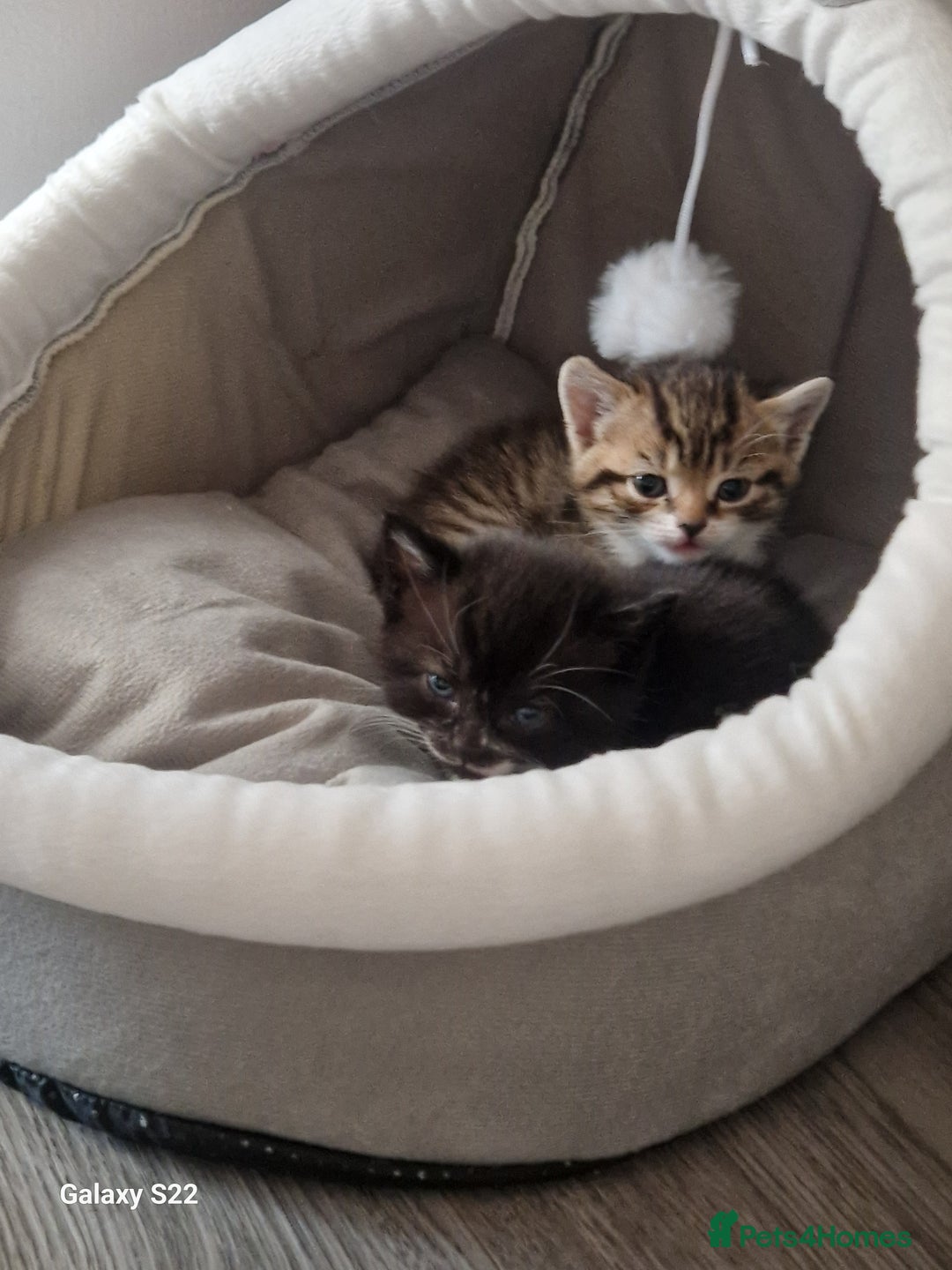 Scottish Fold cats for sale: Scotish fold/straight kittens  - Advert 25