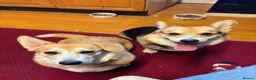 Welsh Corgi Pembroke dogs for sale: KC Registered Pembroke Welsh Corgi Puppies in Salisbury - Advert 14