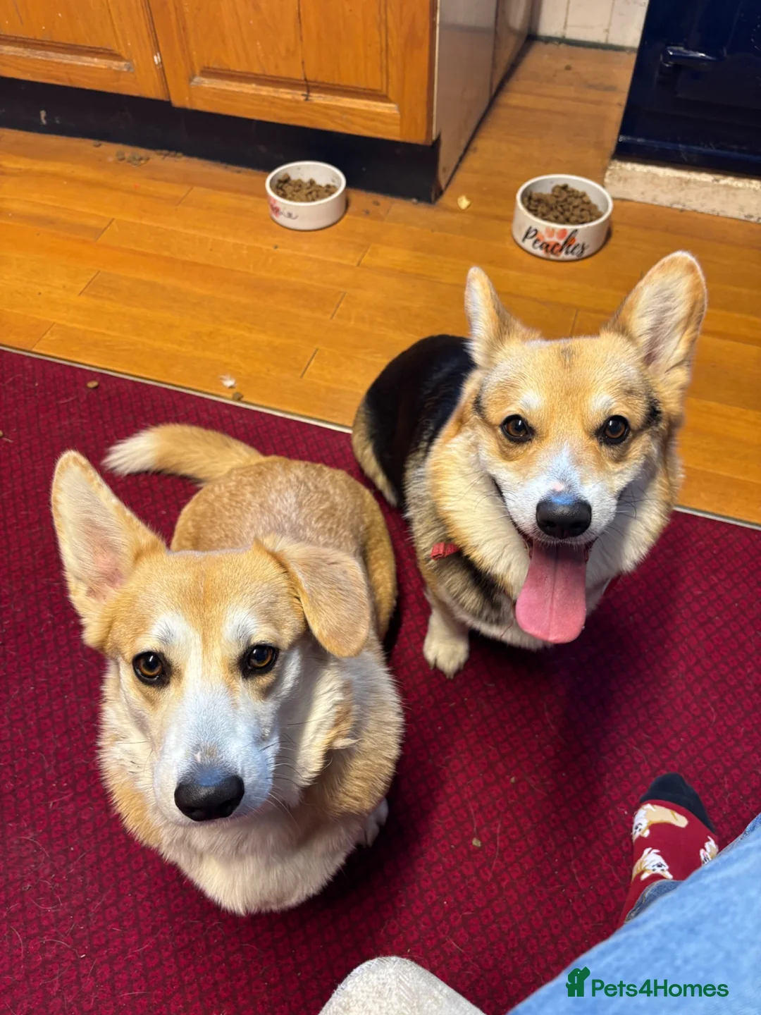 Welsh Corgi Pembroke dogs for sale: KC Registered Pembroke Welsh Corgi Puppies in Salisbury - Advert 14