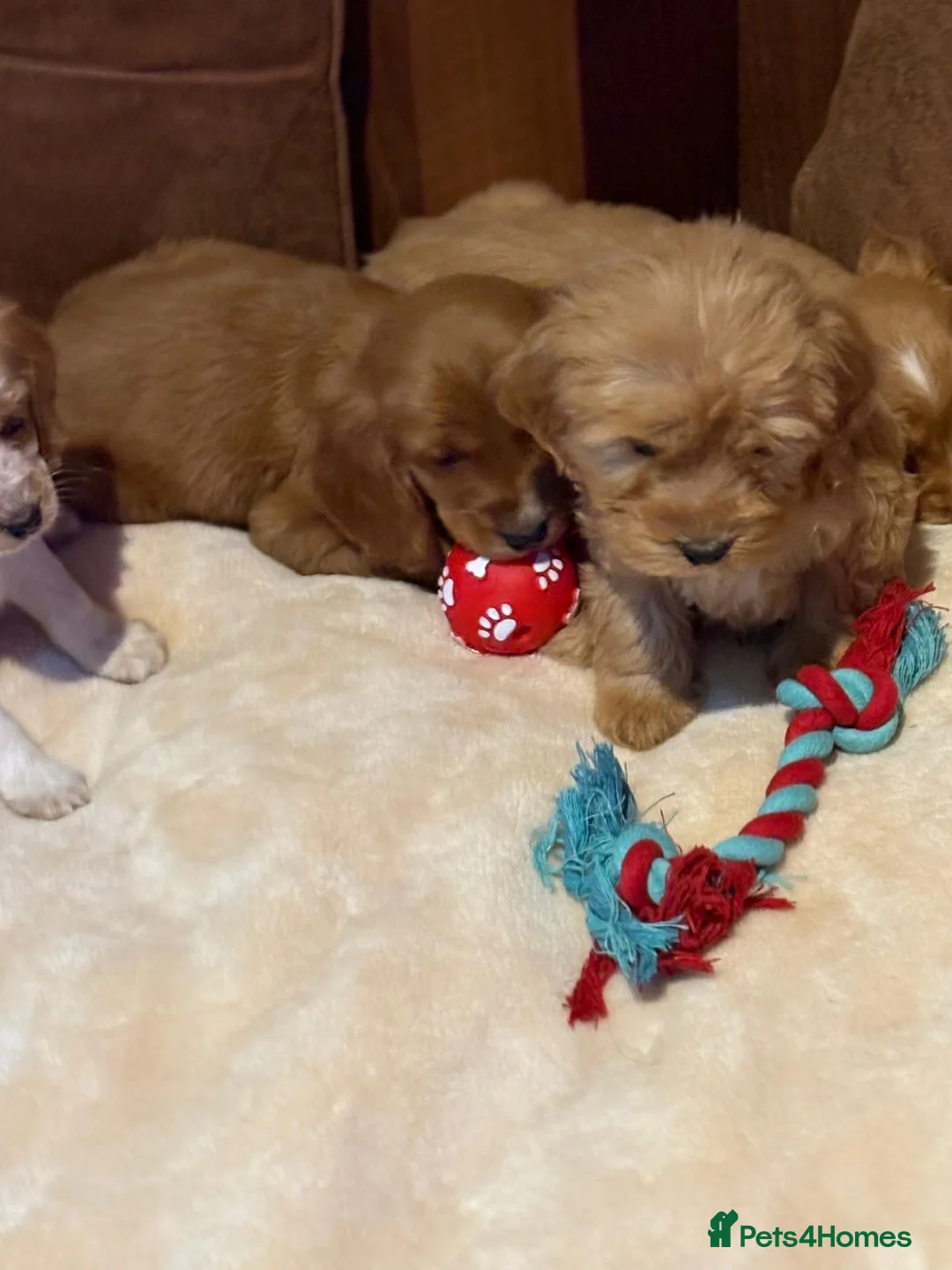 Cockalier dogs for sale: Adorable cockaliers  - Advert 19