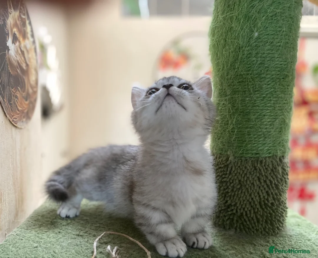 Munchkin cats for sale: ✨ Adorable TICA Registered Munchkin Kittens ✨ - Advert 1