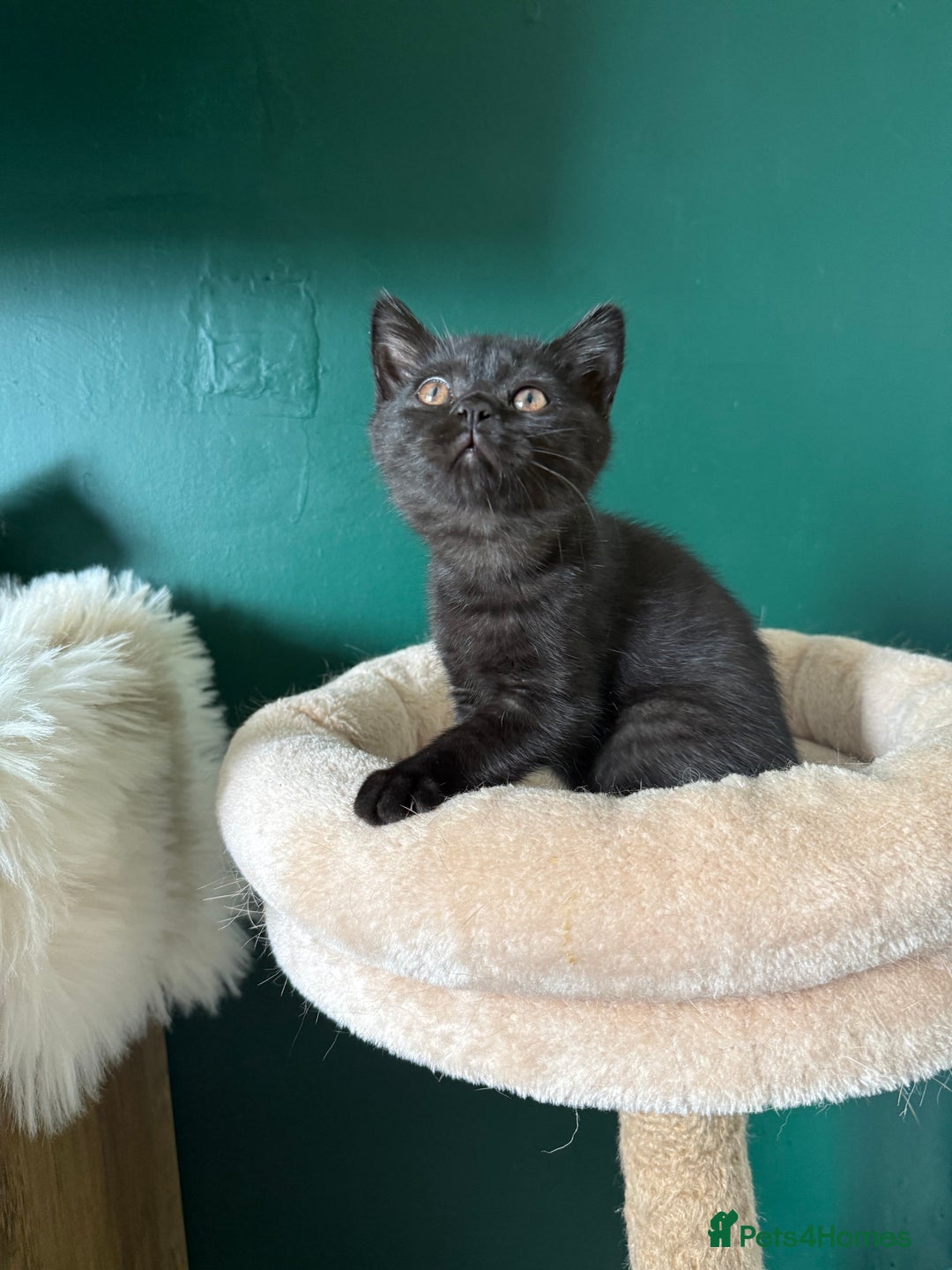 British Shorthair cats for sale: 12 week old Bsh males fawn and black  in Derby - Image 5