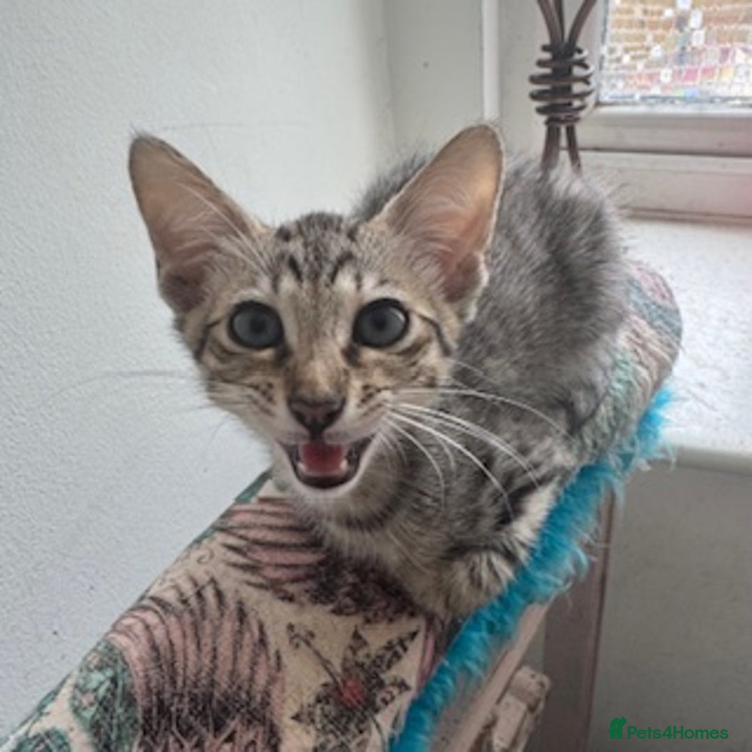 Savannah cats for sale: Glorious Savannah Babies - 1 Boy left - Image 26