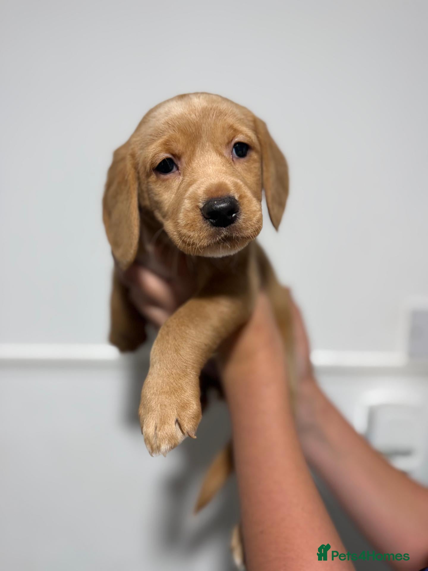 Cockerdor dogs Cockerdor Puppies KC Labrador Mum × Fox Red Cocker - Advert 1