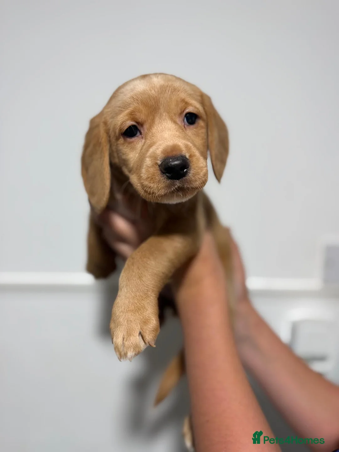 Cockerdor dogs for sale: Cockerdor Puppies KC Labrador Mum × Fox Red Cocker in Lanark - Advert 1