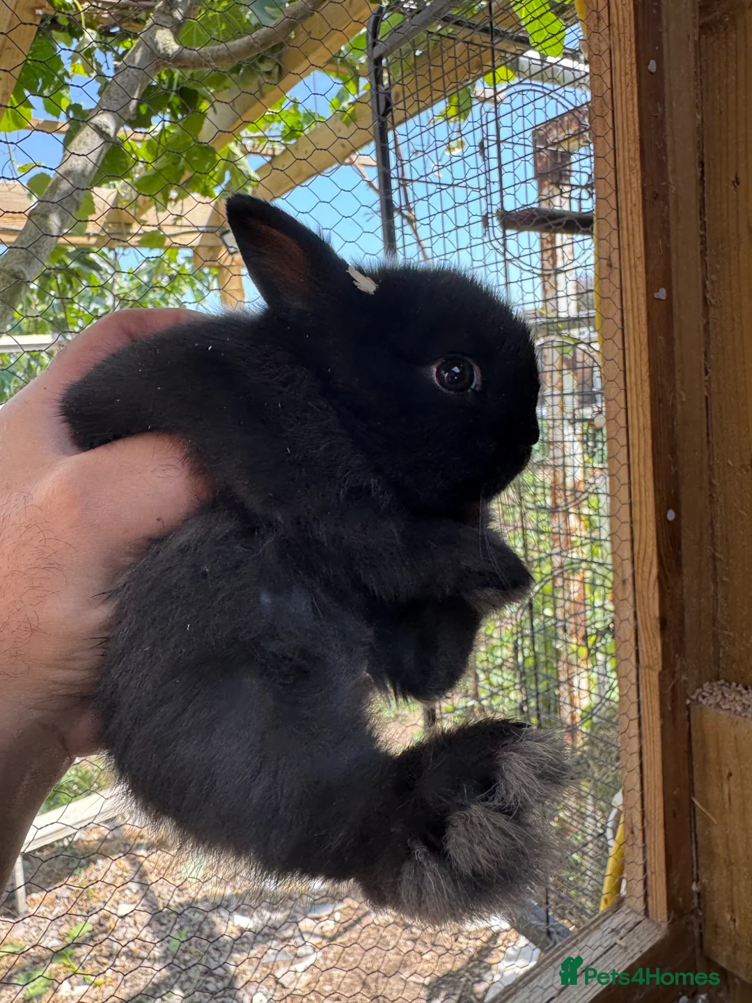Netherland Dwarf rabbits for sale: 6 beautiful bunnies, ready for the new  home - Advert 2