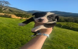 Border Collie dogs for sale: Border Collie Puppies - Image 24