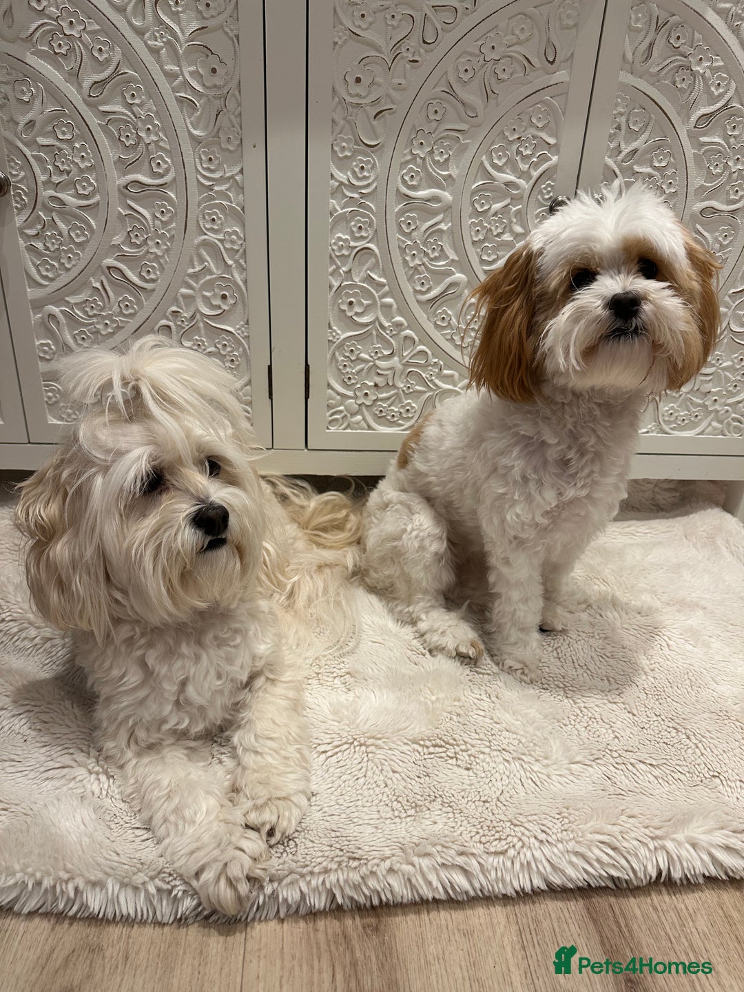 Lhasapoo dogs for sale: Our Beautiful Dogs looking for forever homes - Advert 3