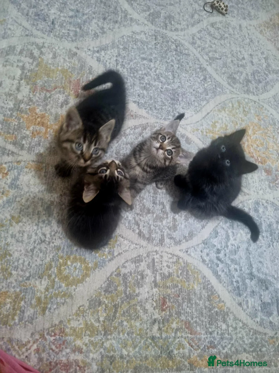 British Shorthair cats for sale: Four energetic kittens. - Advert 1