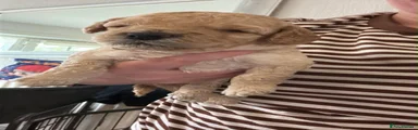 Pink collar 