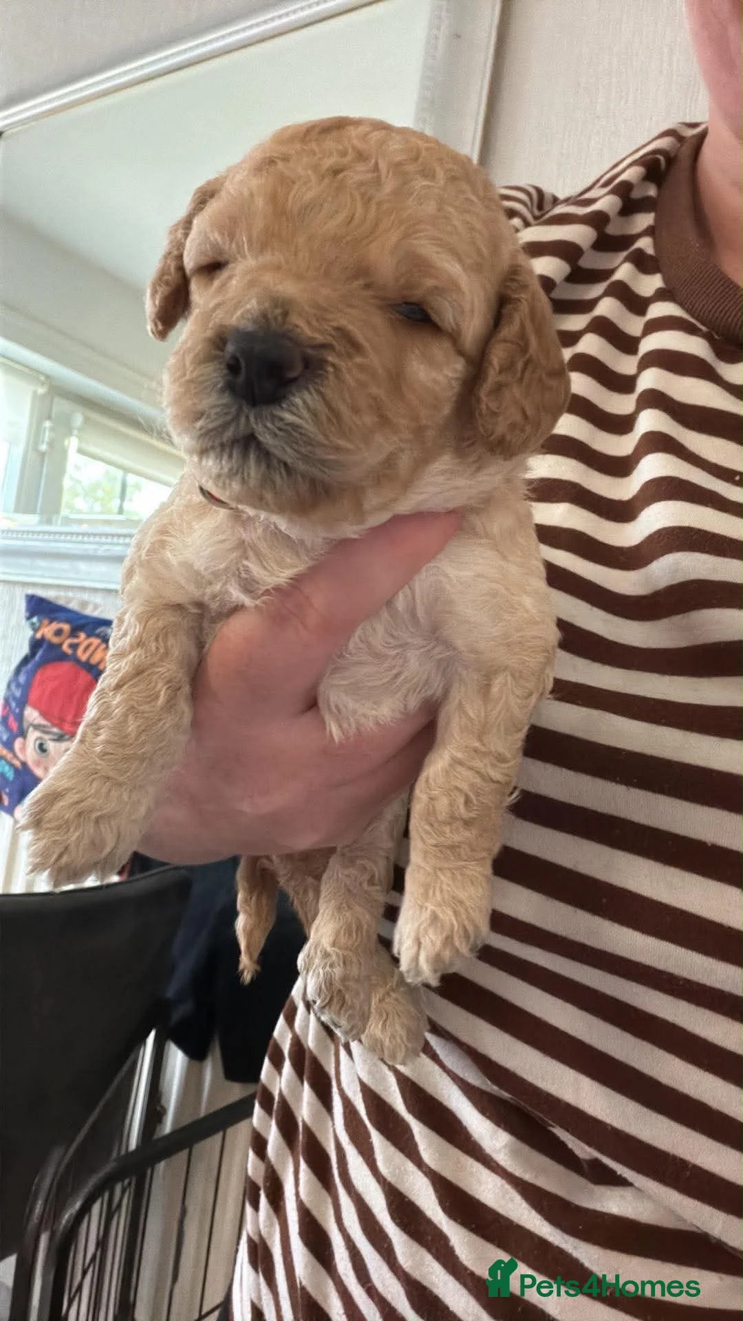 Cockapoo dogs for sale: Beautiful cockapoo puppies  in Widnes - Advert 5