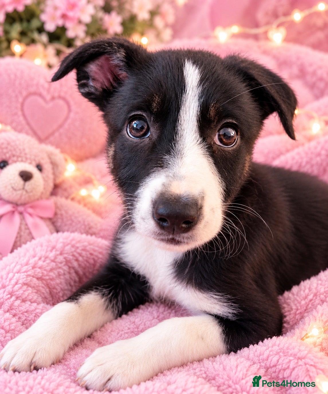 Border Collie dogs 🎀last tri girl ready full vaccinated 🐾 - Advert 4