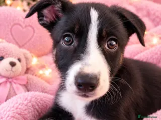 Border Collie dogs 🎀last tri girl ready full vaccinated 🐾 - Advert 4